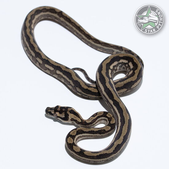 이 아름다운 (Caramel Tiger (pure Coastal) (female)) 카펫비단뱀(ID: 25-553)이 판매 중입니다.