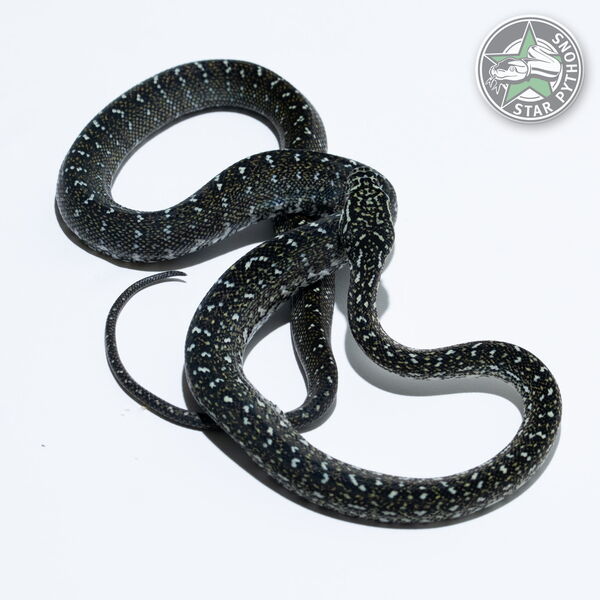 Dieses schöne Diamond Teppichpython (weiblich) mit der ID 25-766 ist zu verkaufen.