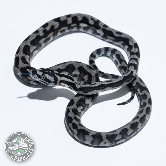 이 아름다운 (Axanthic (pure IJ) (Male)) 카펫비단뱀(ID: 26-067)이 판매 중입니다.
