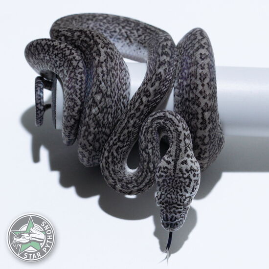 Dieses schöne Axanthic Granite Teppichpython (weiblich) mit der ID 26-277 ist zu verkaufen.