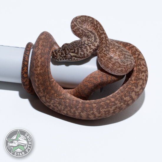 Dieses schöne Caramel Granite Teppichpython (weiblich) mit der ID 26-326 ist zu verkaufen.