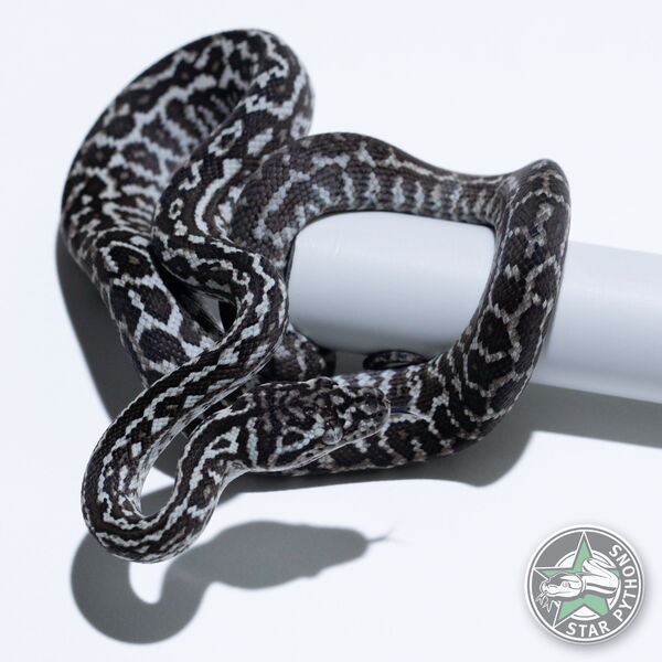 이 아름다운 (Axanthic Zebra (male)) 카펫비단뱀(ID: 26-378)이 판매 중입니다.