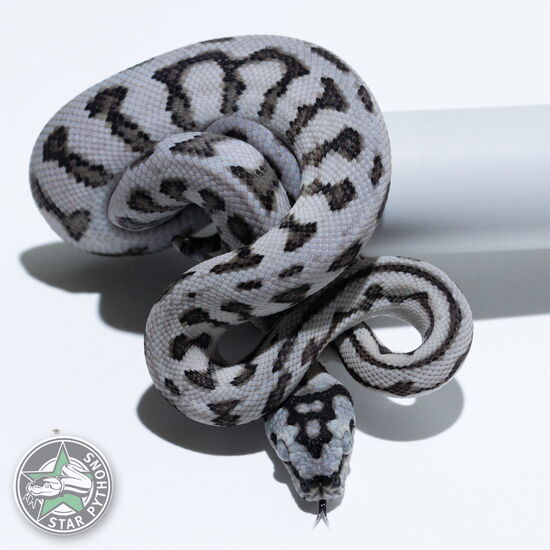 Dieses schöne Axanthic Jaguar Teppichpython (weiblich) mit der ID 26-382 ist zu verkaufen.