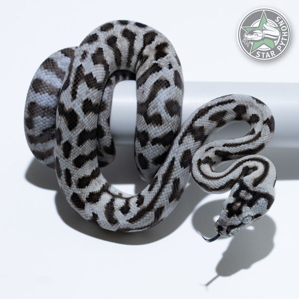 This beautiful male Axanthic Jaguar carpet python with id 26-385 is for sale.