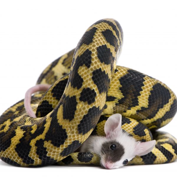Feeding Carpet Pythons