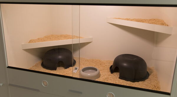 Terrarium für adulte Teppichpythons mit Liegeflächen und Verstecken