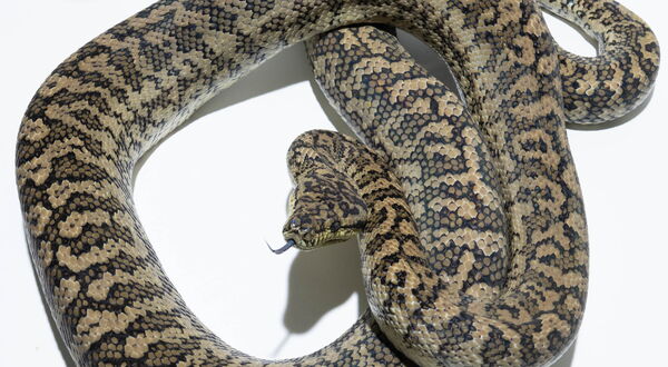 Caramel Zebra Teppichpython (Morelia spilota) – Kombination aus intermediär vererbtem Caramel und Zebra mit warmen Brauntönen und aufgeweichter Bänderung