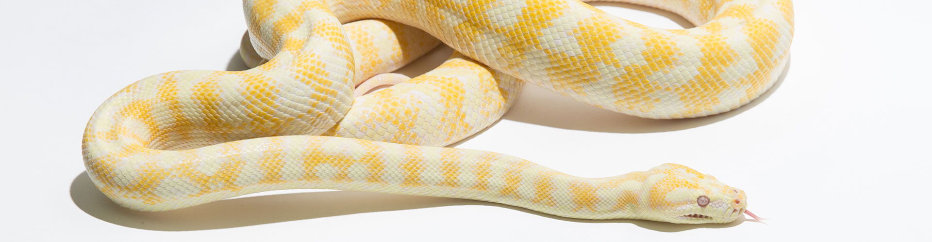 Albino Teppichpython