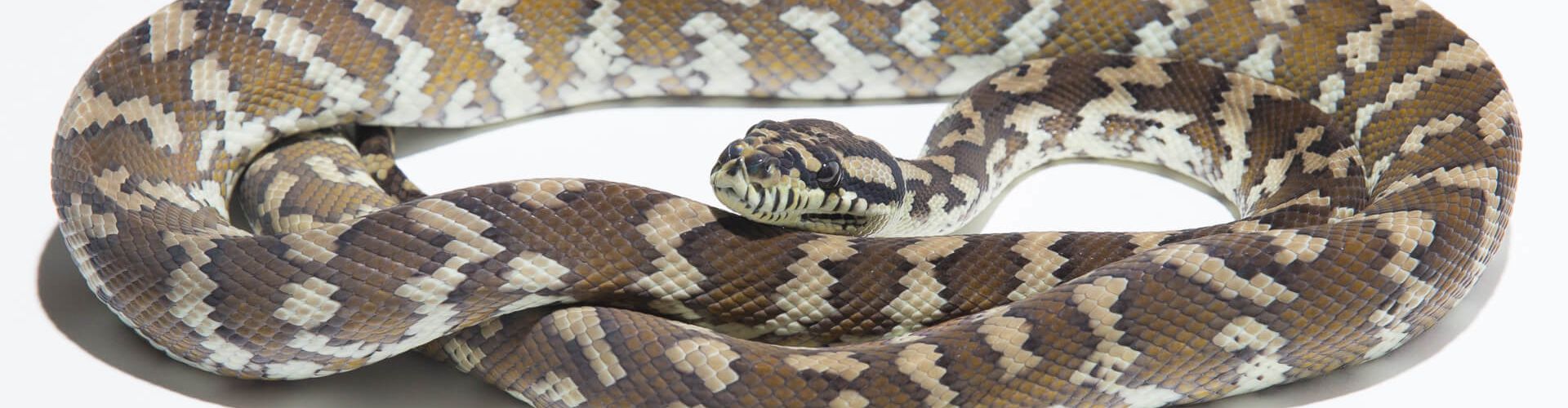 Morelia spilota harrisoni - Irian Jaya Carpet Python