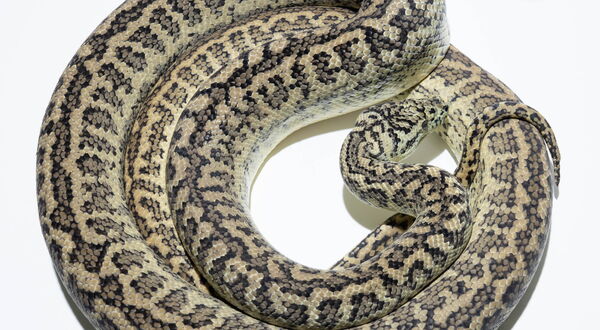 Hypo Zebra Teppichpython (Morelia spilota) – Unterarten-übergreifende Kombination aus intermediärem Hypo (Coastal) und Zebra (Jungle) mit warmtoniger Bänderung