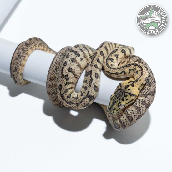Granite Jaguar het Albino male