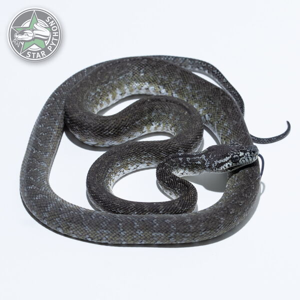 This beautiful male Axanthic Granite het Albino carpet python with id 24-348 is for sale.