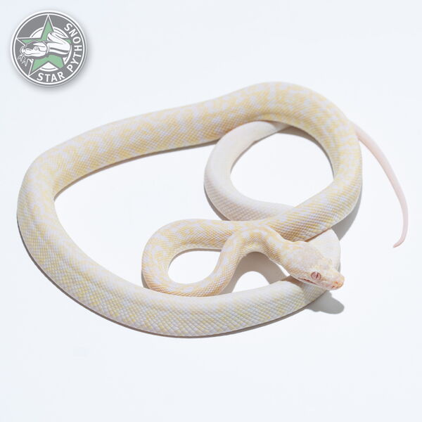 Dieses schöne Snow Granite Teppichpython (weiblich) mit der ID 25-053 ist zu verkaufen.