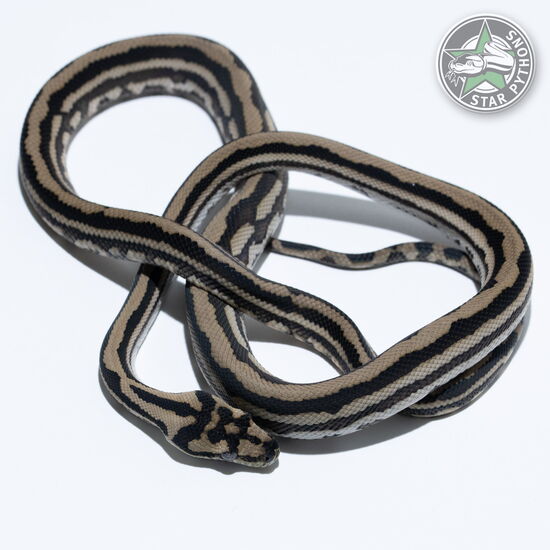 This beautiful male Tiger (pure Coastal) carpet python with id 25-585 is for sale.