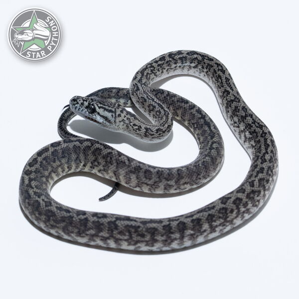 This beautiful male Axanthic Granite (pure IJ) carpet python with id 26-016 is for sale.