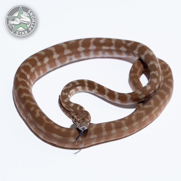 이 아름다운 (Caramel het Granite (female)) 카펫비단뱀(ID: 26-045)이 판매 중입니다.