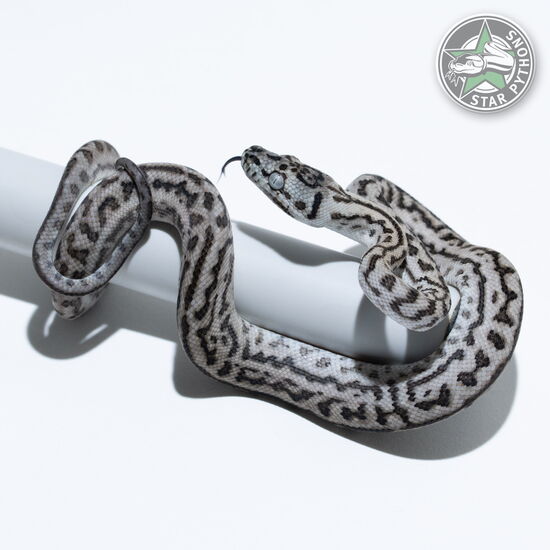 This beautiful female Axanthic Zebra Jaguar carpet python with id 26-377 is for sale.