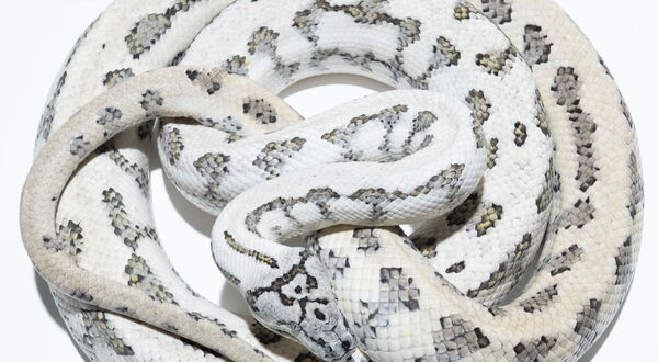 Caramel Axanthic Jaguar Teppichpython (Morelia spilota) – dreifache Kombination mit nahezu weißem Erscheinungsbild und reduzierten dunklen Fragmenten