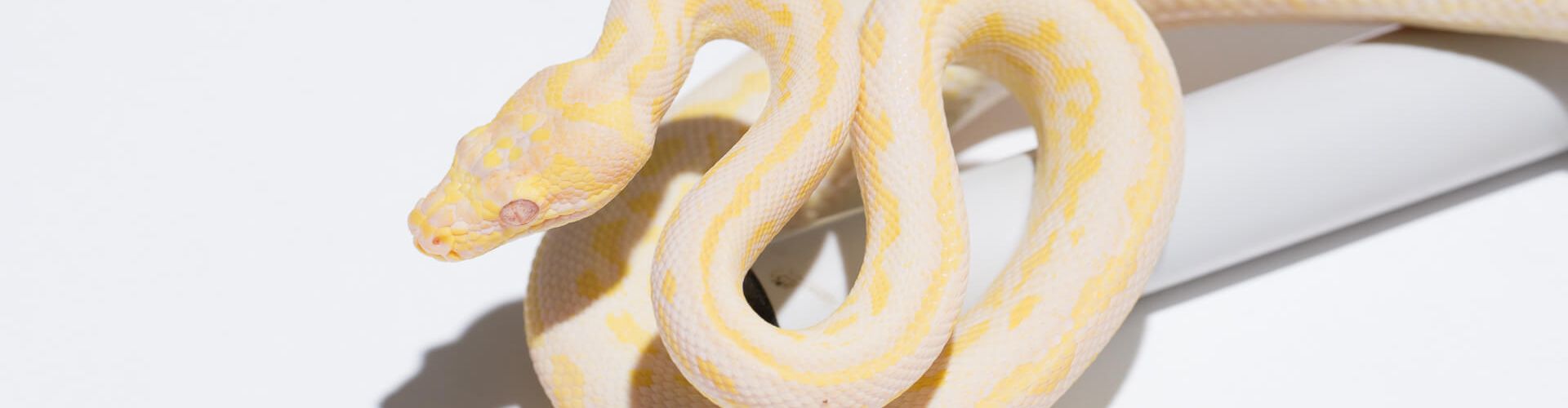 Albino Carpet Python