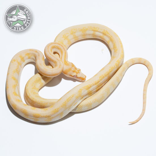 This beautiful male Albino Jaguar het Axanthic carpet python with id 24-058 is for sale.