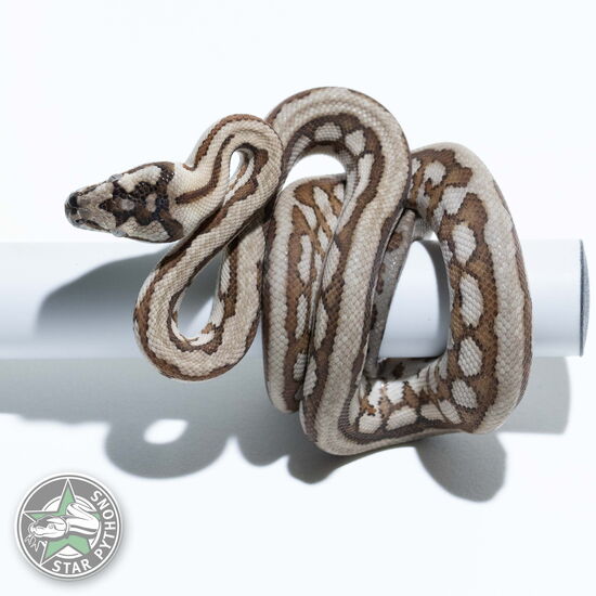 Dieses schöne Caramel Jaguar het Axanthic Teppichpython (männlich) mit der ID 24-1056 ist zu verkaufen.