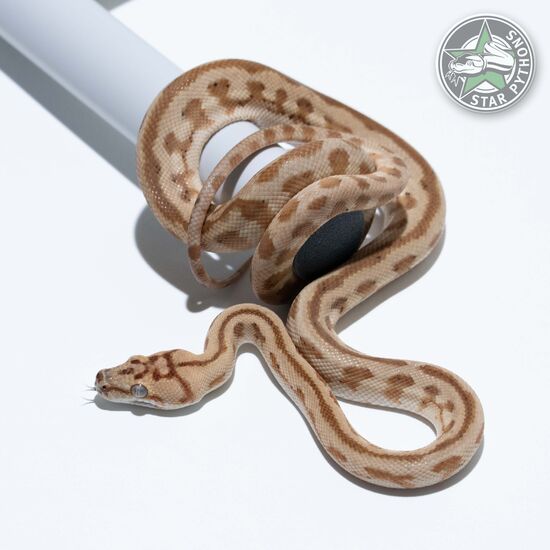 Hypo Jaguar double het Axanthic Granite female