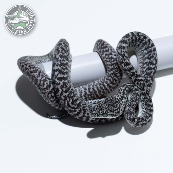 Axanthic Granite (pure IJ) male