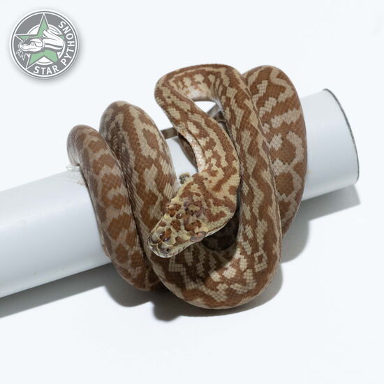 Dieses schöne Hypo Caramel Zebra het Axanthic Teppichpython (weiblich) mit der ID 24-863 ist zu verkaufen.