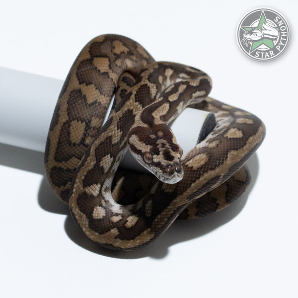 Dieses schöne dblhet Axanthic Granite (pure IJ) Teppichpython (männlich) mit der ID 26-005 ist zu verkaufen.