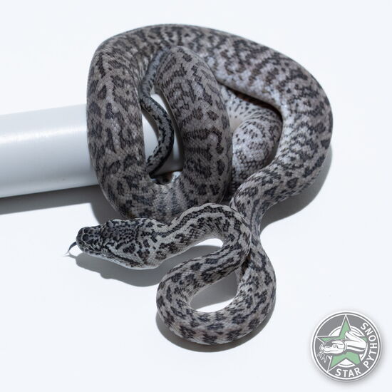 This beautiful male Axanthic Granite (pure IJ) carpet python with id 26-013 is for sale.