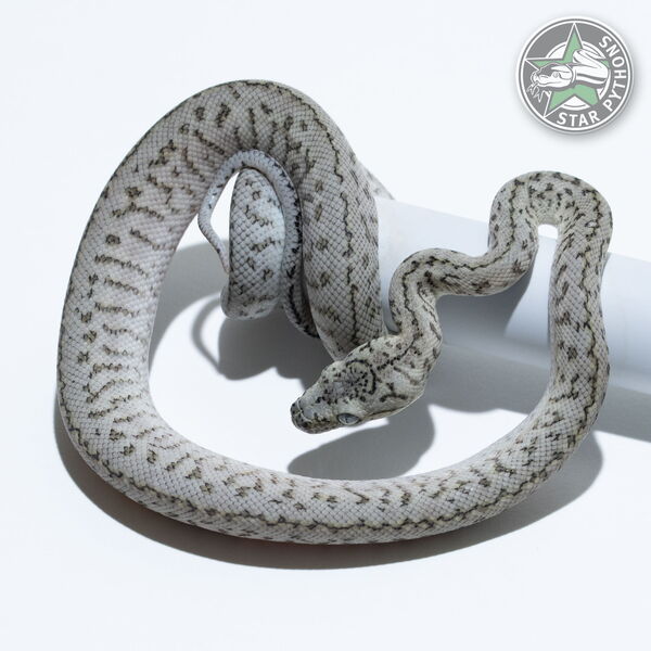 이 아름다운 (Axanthic Granite Jaguar (female)) 카펫비단뱀(ID: 26-113)이 판매 중입니다.
