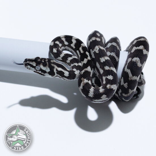 Dieses schöne Axanthic Teppichpython (männlich) mit der ID 26-191 ist zu verkaufen.