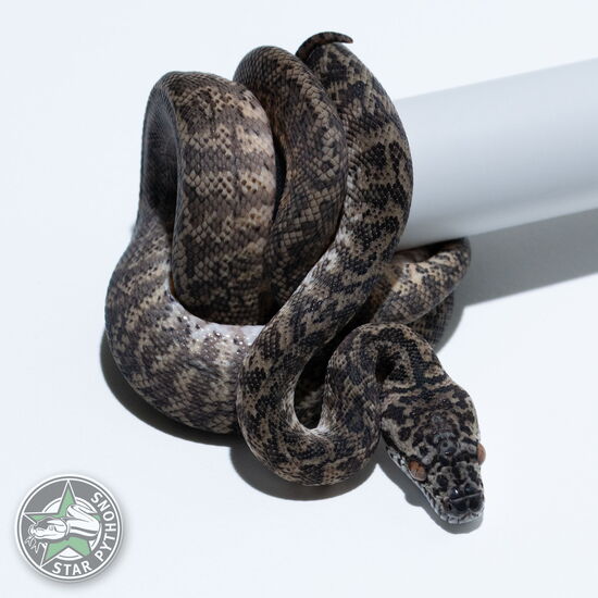 이 아름다운 (Granite het Axanthic (pure IJ) (Female)) 카펫비단뱀(ID: 26-214)이 판매 중입니다.