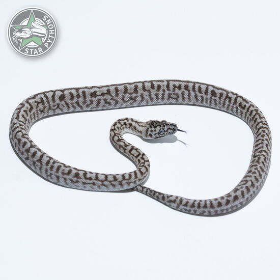 이 아름다운 (Caramel Axanthic Zebra Jaguar (female)) 카펫비단뱀(ID: 26-265)이 판매 중입니다.