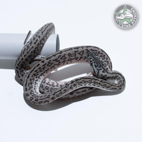 This beautiful female Axanthic Granite Jaguar carpet python with id 26-282 is for sale.
