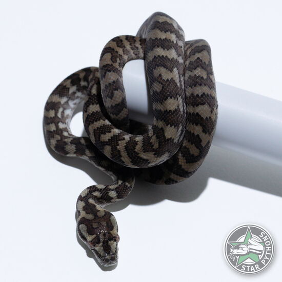이 아름다운 (dblhet Snow (male)) 카펫비단뱀(ID: 26-395)이 판매 중입니다.