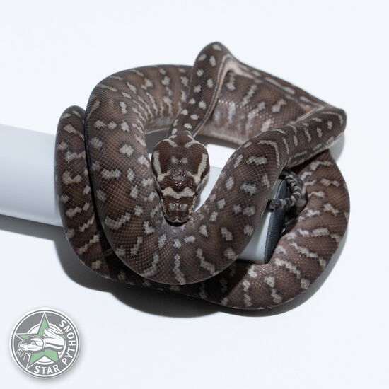 This beautiful female Bredli carpet python with id 26-531 is for sale.
