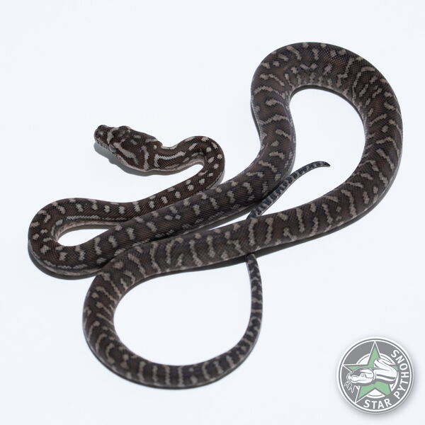 이 아름다운 (Bredli (Female)) 카펫비단뱀(ID: 26-570)이 판매 중입니다.