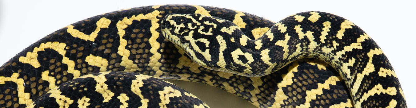 German Bloodline Zebra Teppichpython (Morelia spilota cheynei) – reiner Jungle Zebra mit kontrastreicher schwarz-gelber Bänderung aus der StarPythons German Bloodline