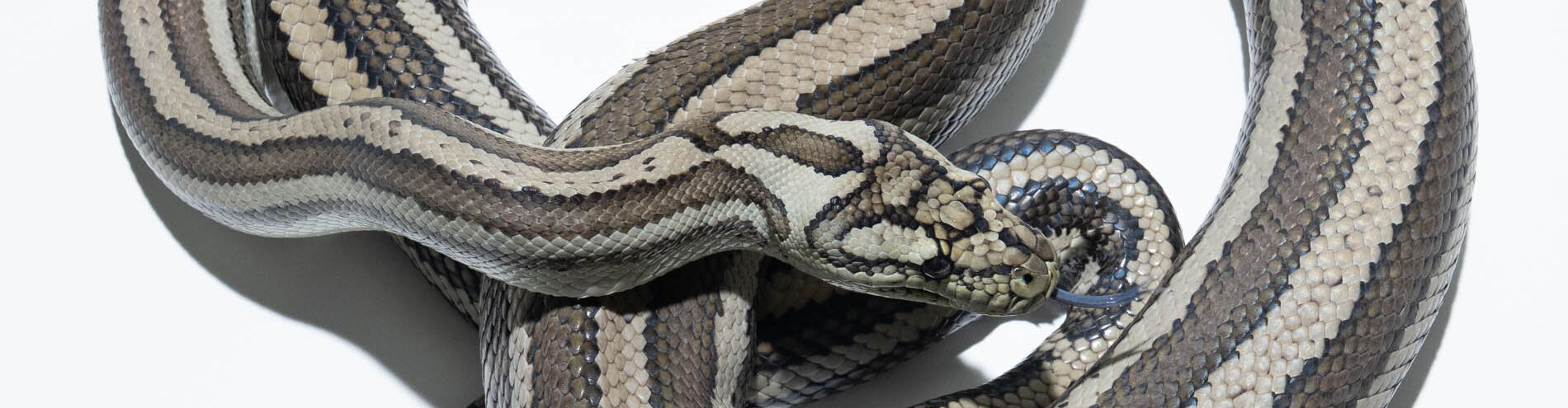 Tiger Carpet Python (Morelia spilota mcdowelli) – polygenic pattern morph with bold dorsal and lateral striping