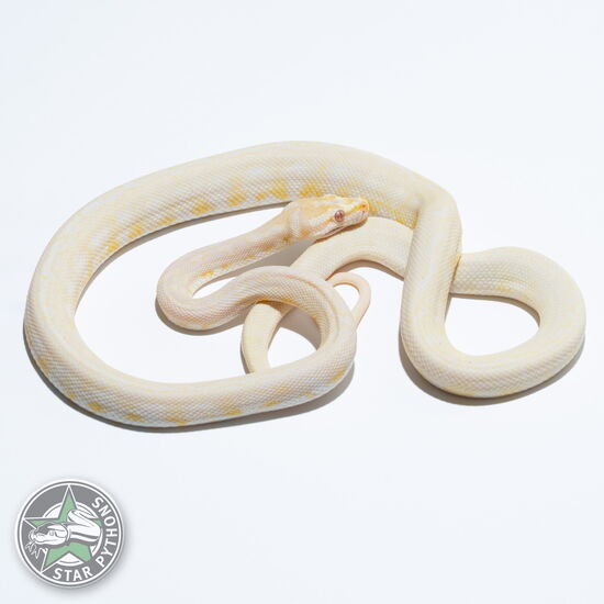 This beautiful female Albino dblhet Axanthic Granite carpet python with id 23-150 is for sale.