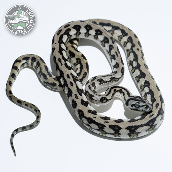 This beautiful male Axanthic Jaguar carpet python with id 23-527 is for sale.