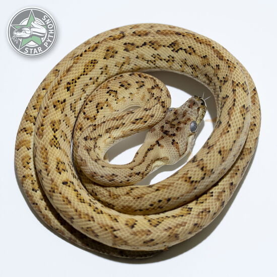 This beautiful male Hypo Zebra Jaguar carpet python with id 23-916 is for sale.