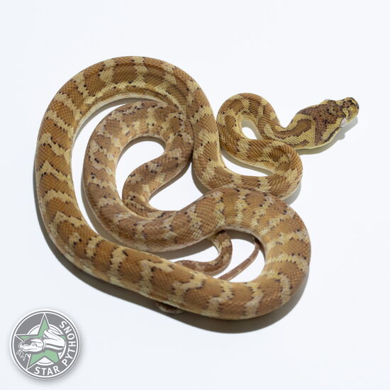 This beautiful female Hypo carpet python with id 24-096 is for sale.