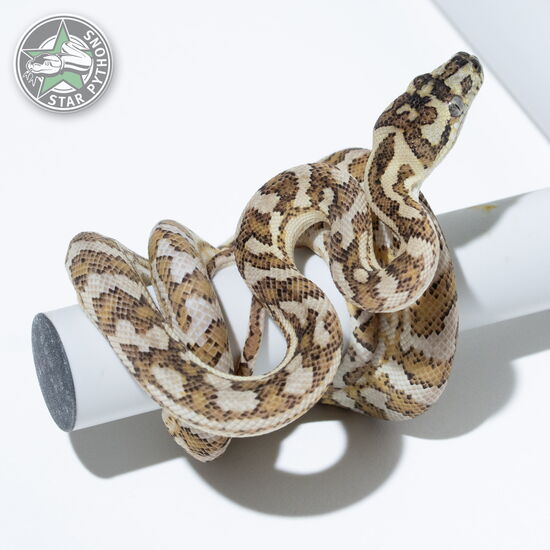 This beautiful female Hypo het Axanthic carpet python with id 24-1004 is for sale.