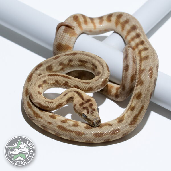 This beautiful male Hypo Jaguar dblhet Axanthic Granite carpet python with id 24-465 is for sale.