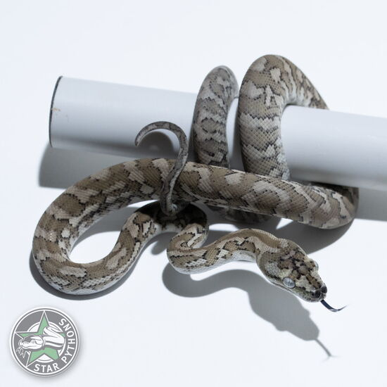 This beautiful male Ghost carpet python with id 25-147 is for sale.