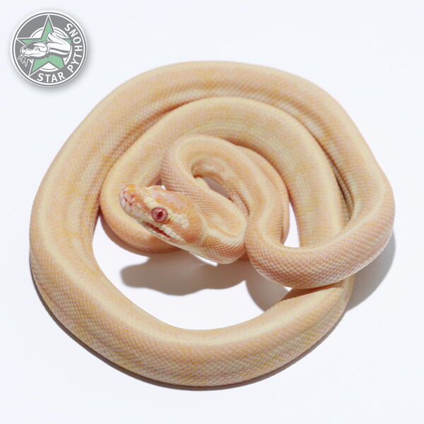 This beautiful female Albino Tiger carpet python with id 25-171 is for sale.