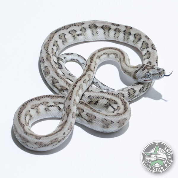 이 아름다운 (Ghost Jaguar (male)) 카펫비단뱀(ID: 25-315)이 판매 중입니다.