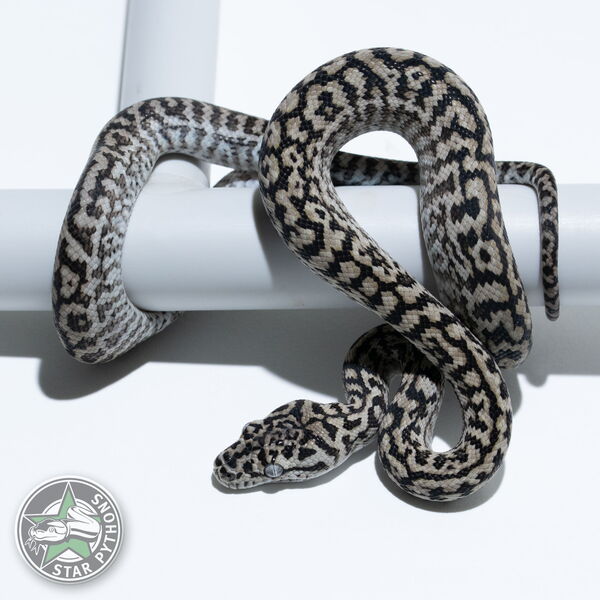 Dieses schöne Axanthic Zebra Teppichpython (weiblich) mit der ID 25-351 ist zu verkaufen.